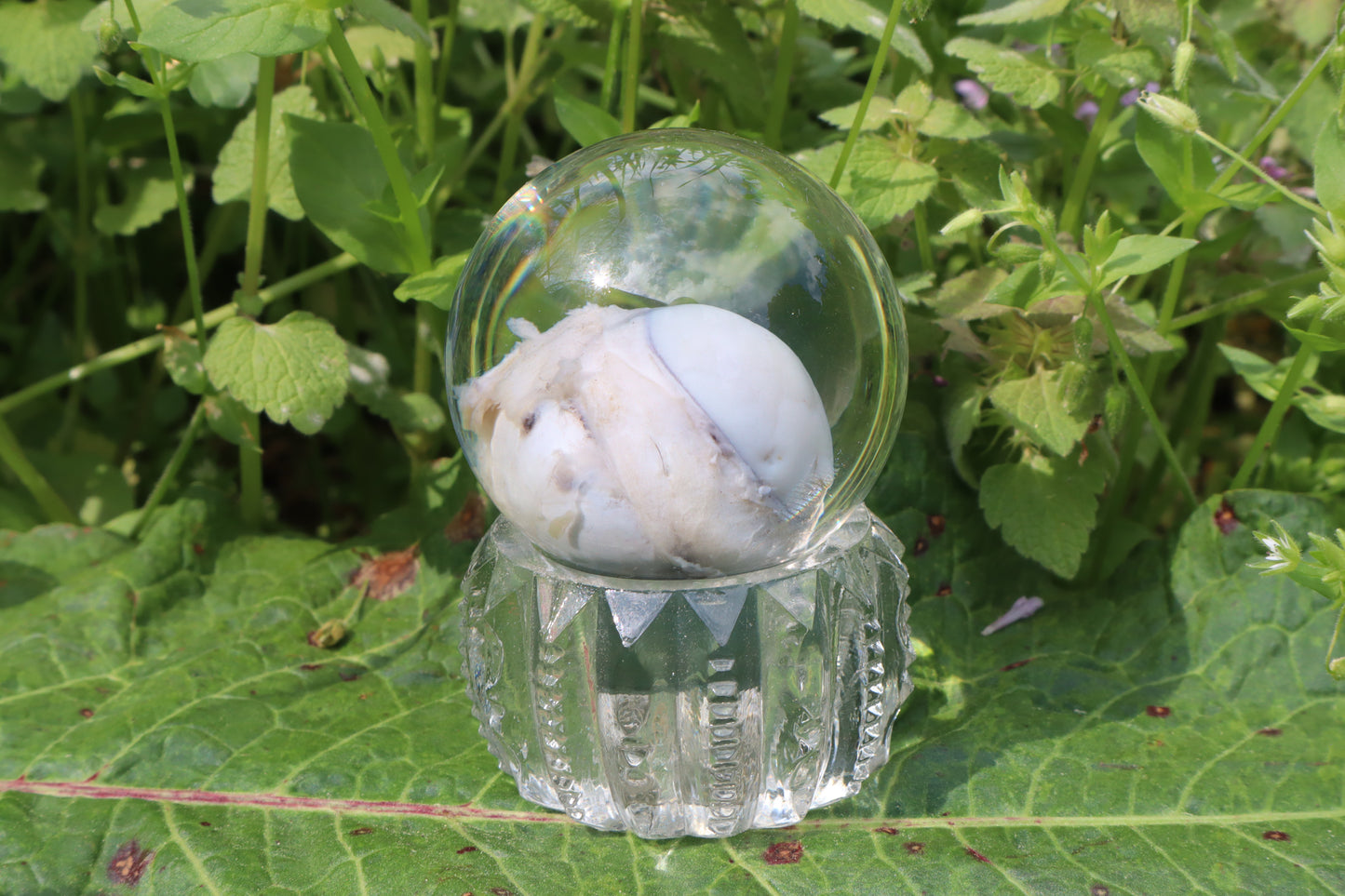 Bobcat Eyeball Crystal Ball