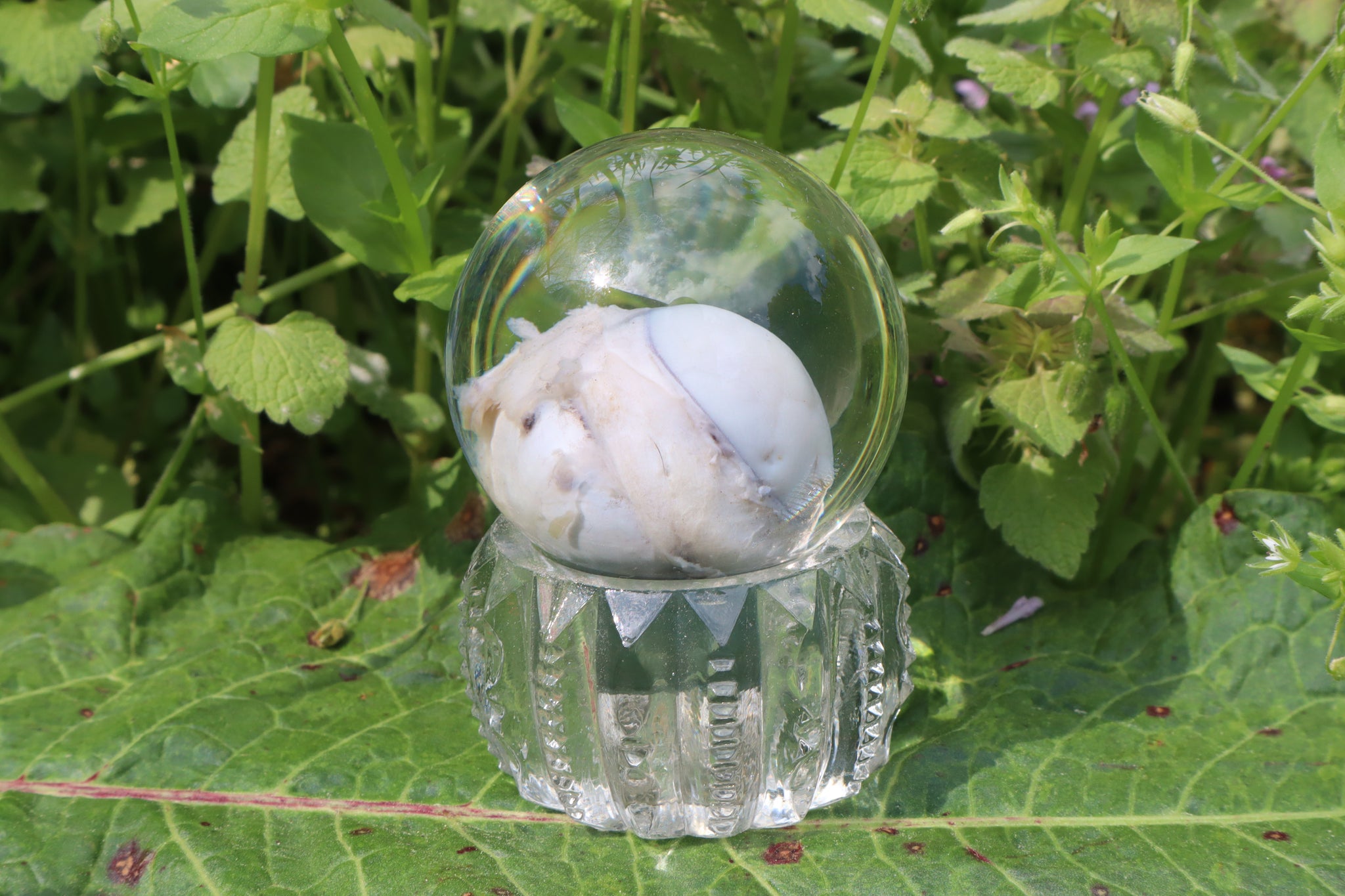 Bobcat Eyeball Crystal Ball