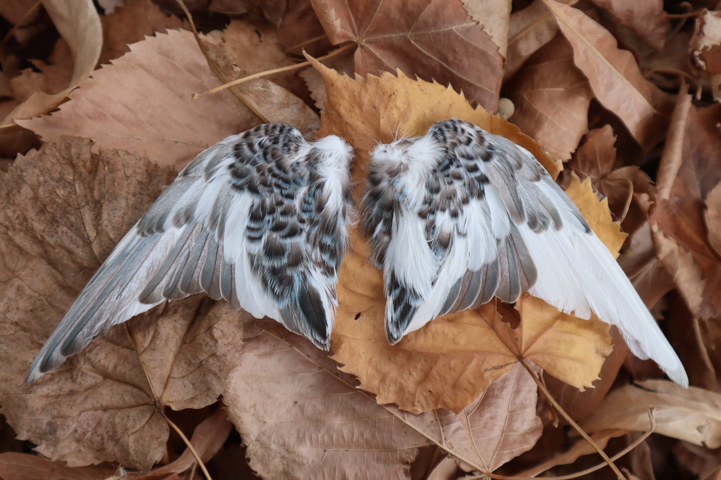 Dry Preserved Parakeet Wings