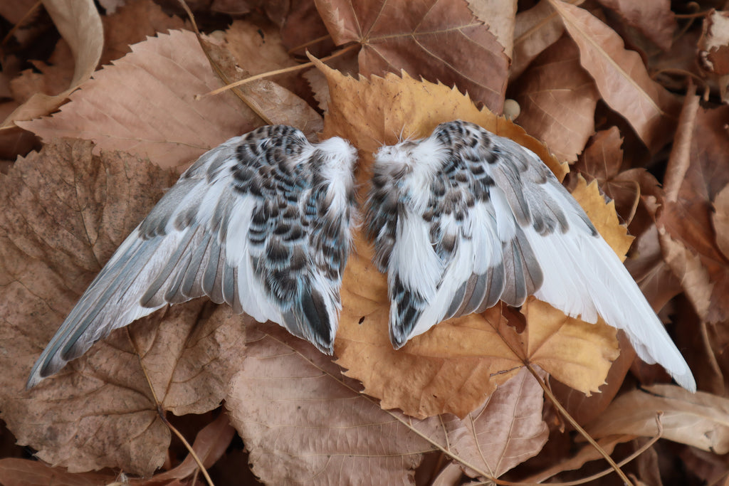 Dry Preserved Parakeet Wings