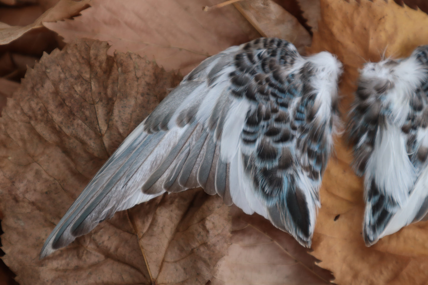 Dry Preserved Parakeet Wings