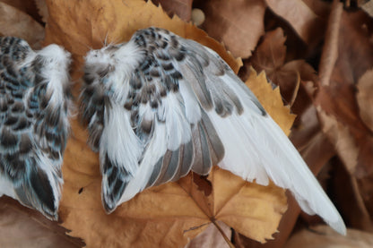 Dry Preserved Parakeet Wings