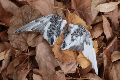 Dry Preserved Parakeet Wings