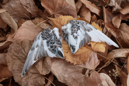 Dry Preserved Parakeet Wings