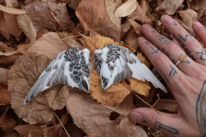 Dry Preserved Parakeet Wings