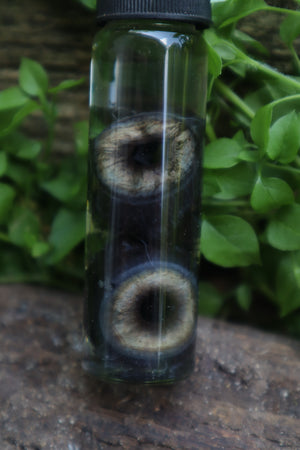 Wet Specimen Coyote Choroids