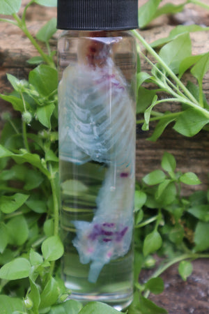 Diaphonized Baby Rabbit Spinal Column and Ribcage