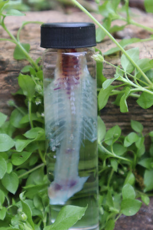 Diaphonized Baby Rabbit Spinal Column and Ribcage