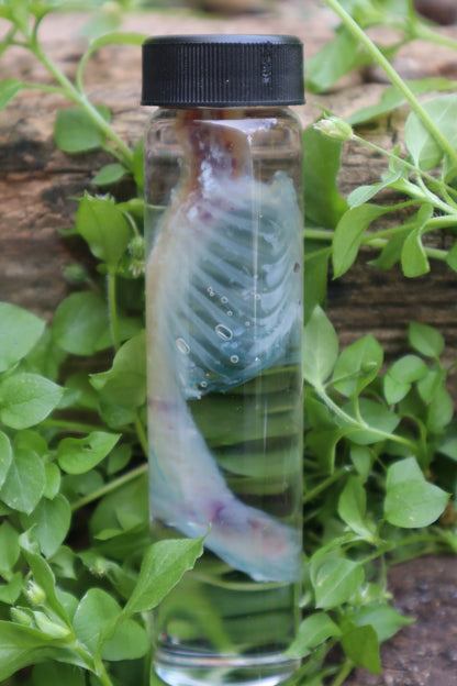 Diaphonized Baby Rabbit Spinal Column and Ribcage