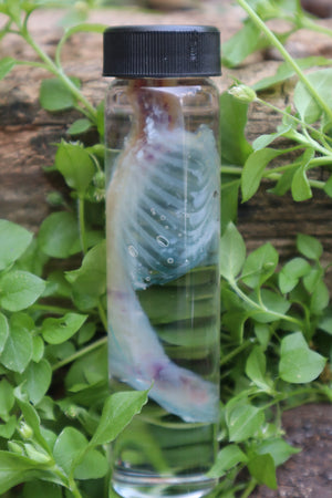 Diaphonized Baby Rabbit Spinal Column and Ribcage
