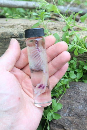 Diaphonized Baby Rabbit Spinal Column and Ribcage