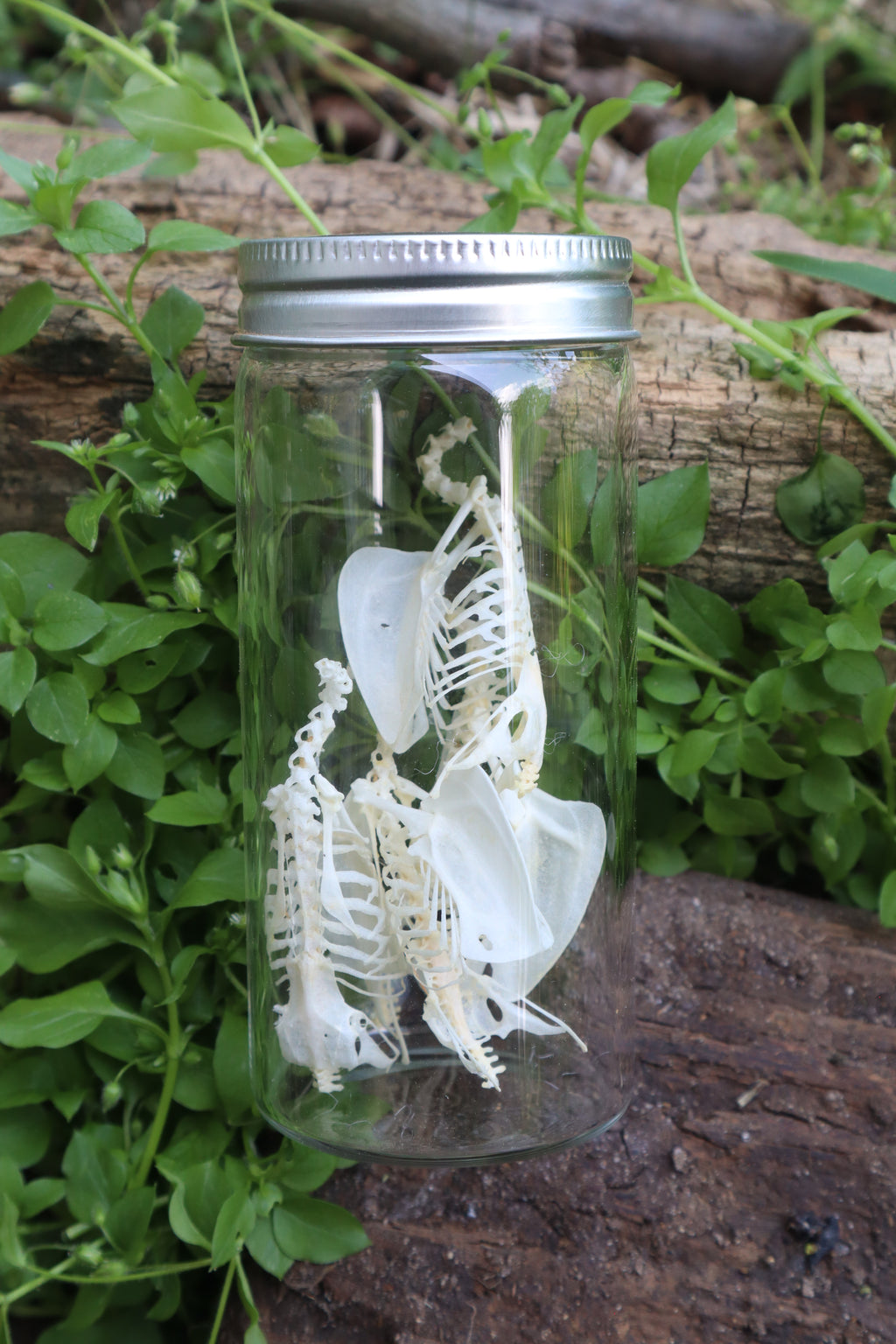 Craft Parakeet Skeletons in a Jar