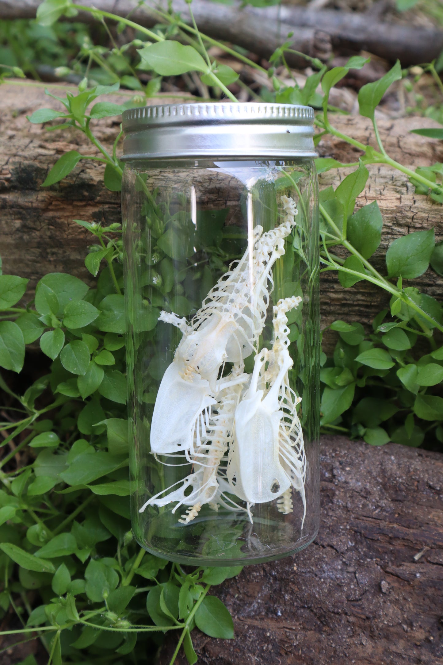 Craft Parakeet Skeletons in a Jar