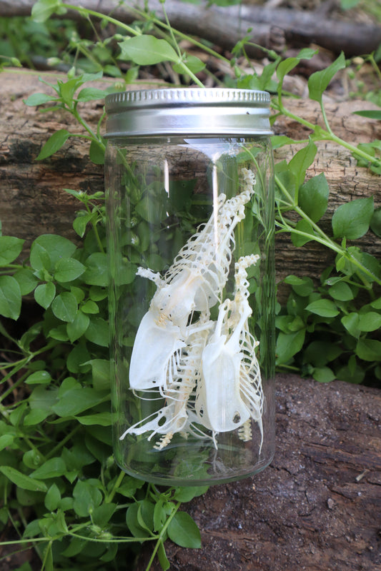 Craft Parakeet Skeletons in a Jar