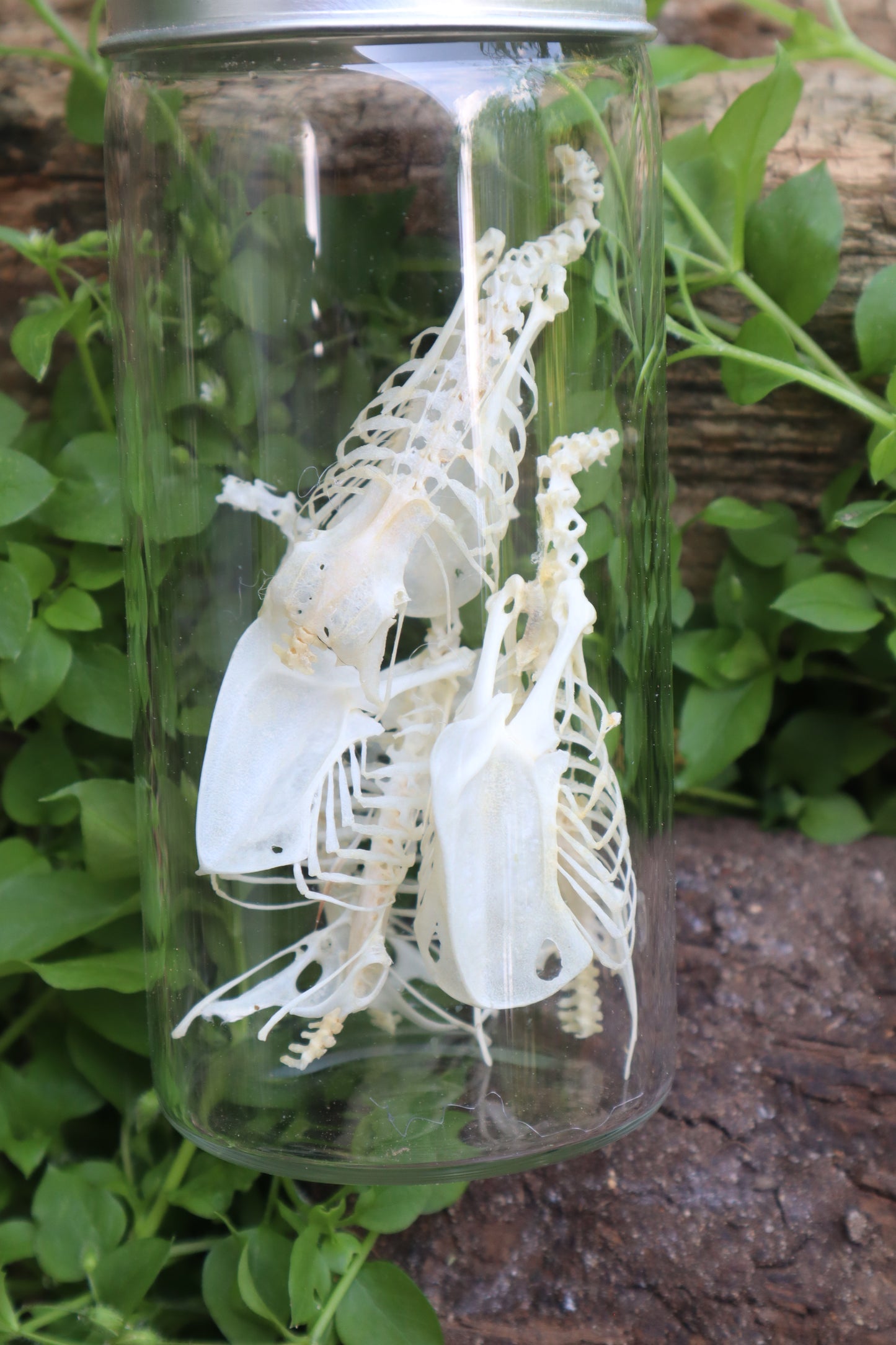 Craft Parakeet Skeletons in a Jar