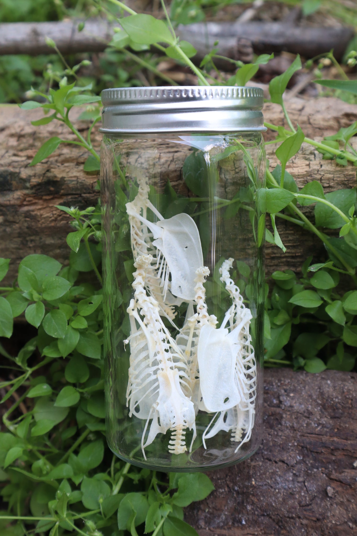 Craft Parakeet Skeletons in a Jar