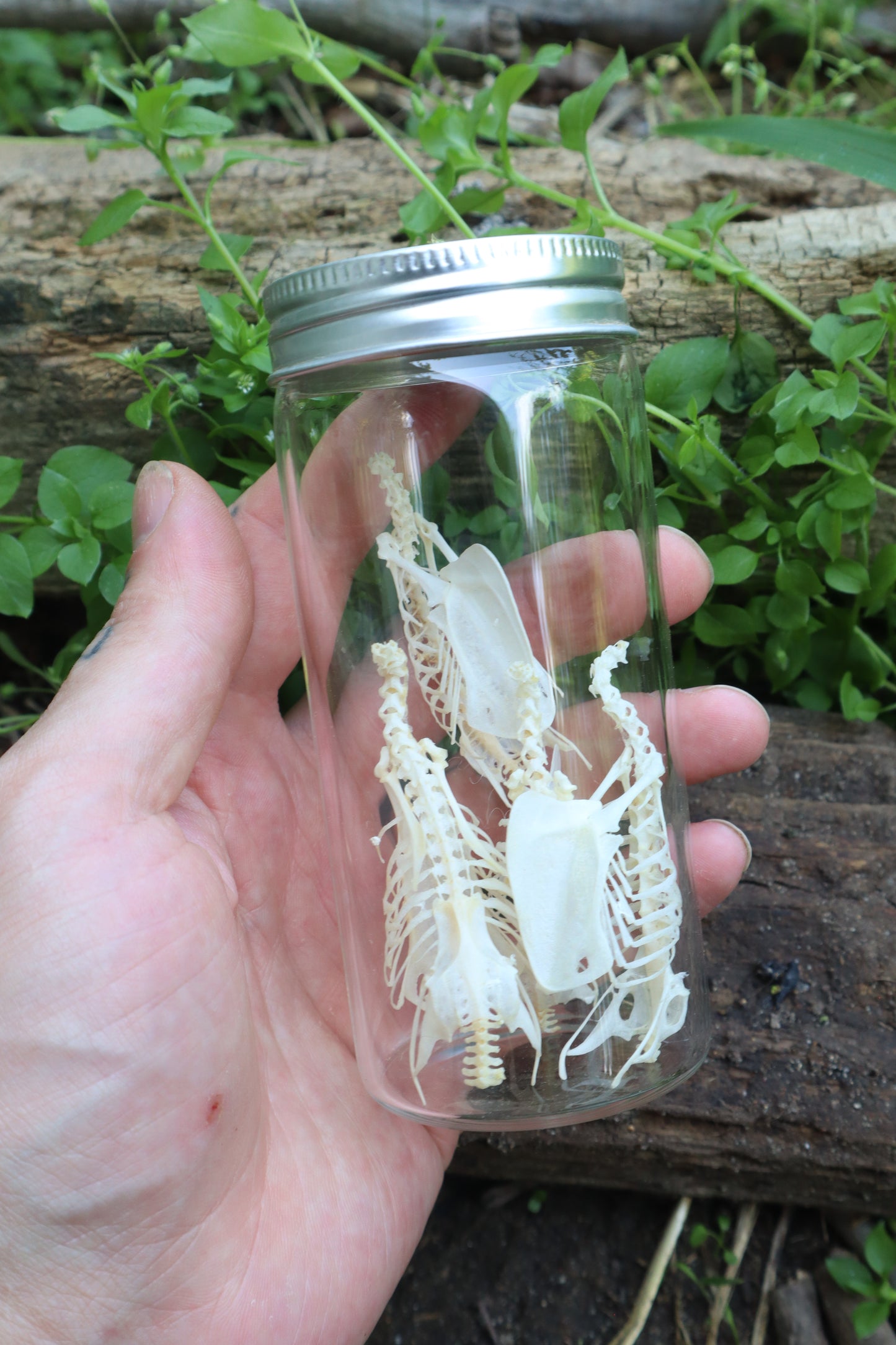 Craft Parakeet Skeletons in a Jar