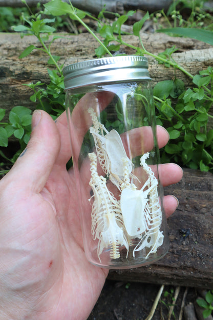 Craft Parakeet Skeletons in a Jar