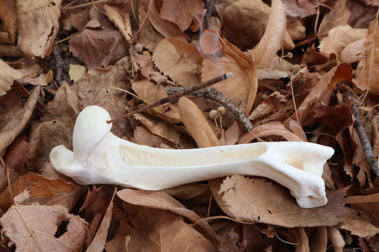 Whitetail Deer Bone Incense Burner