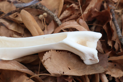 Whitetail Deer Bone Incense Burner