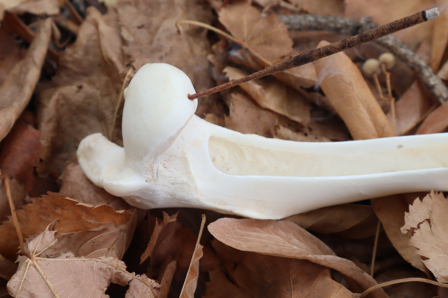 Whitetail Deer Bone Incense Burner
