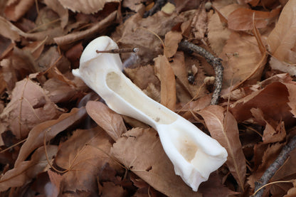 Whitetail Deer Bone Incense Burner