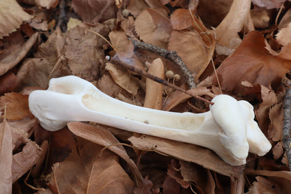 Whitetail Deer Bone Incense Burner