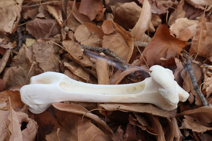 Whitetail Deer Bone Incense Burner