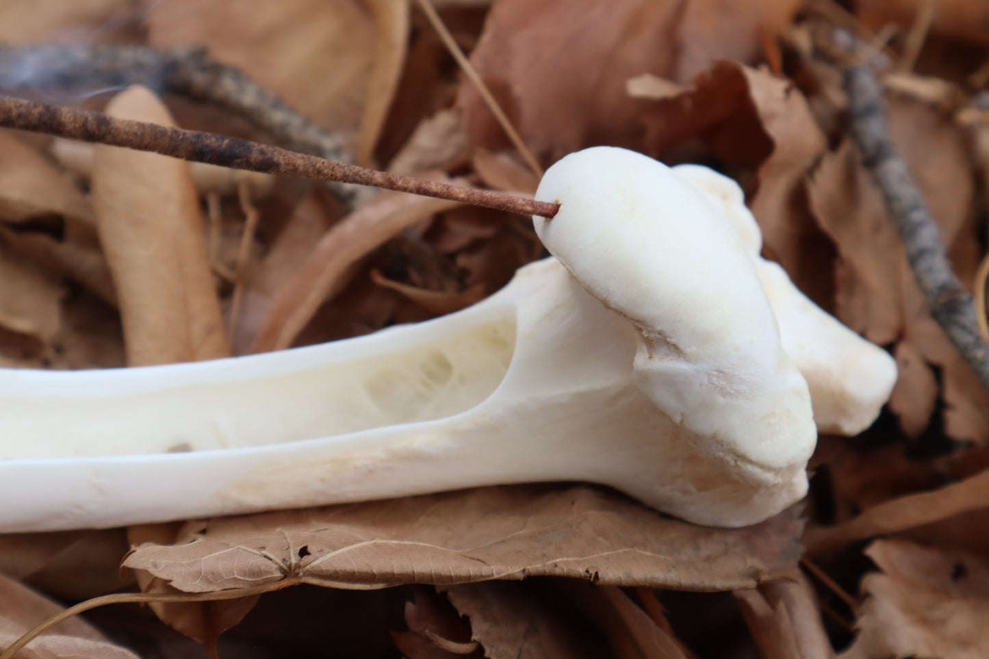 Whitetail Deer Bone Incense Burner