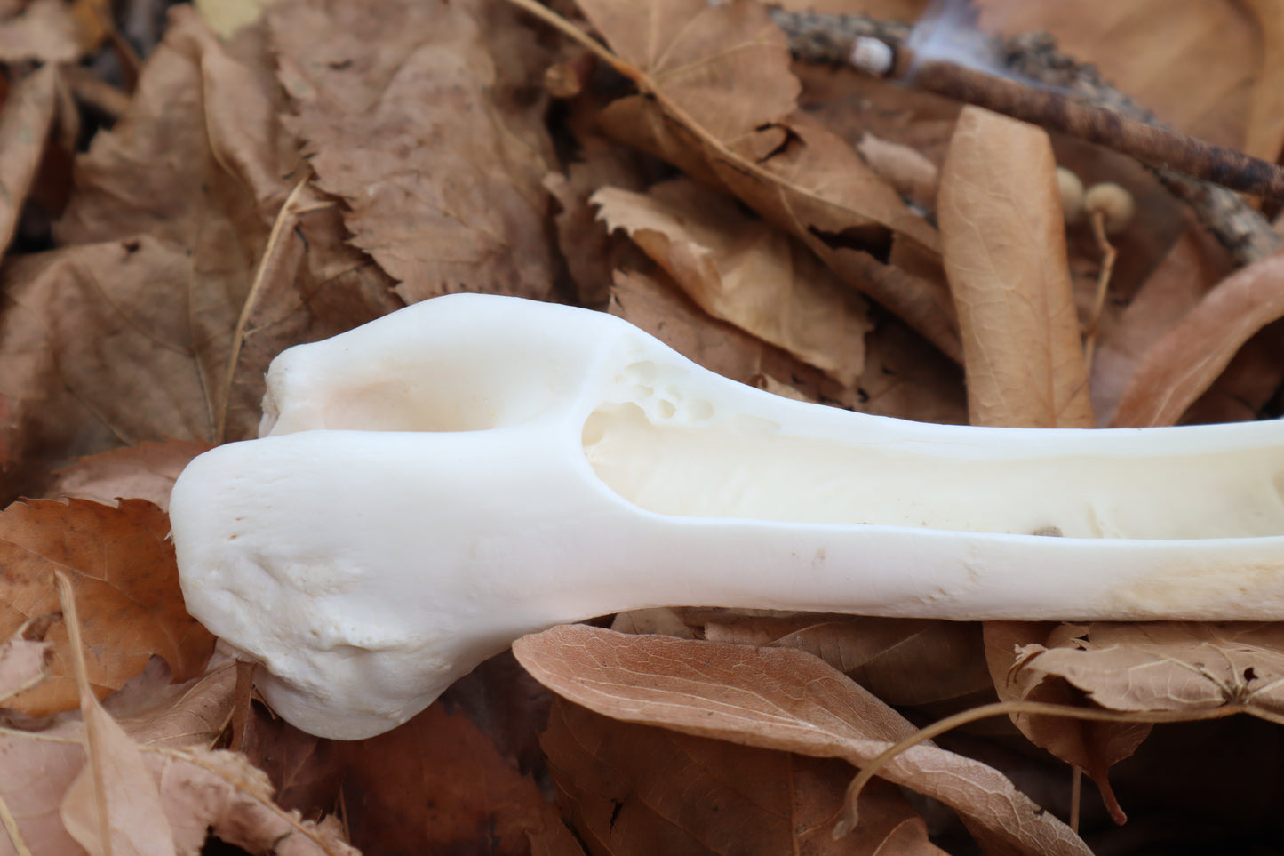 Whitetail Deer Bone Incense Burner