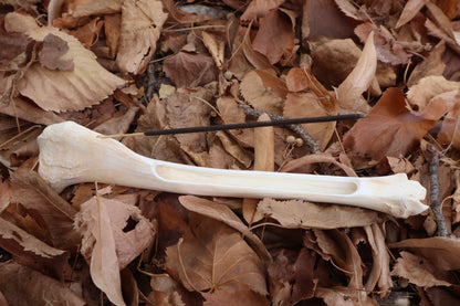 Reserved for Kelsey - Whitetail Deer Bone Incense Burner