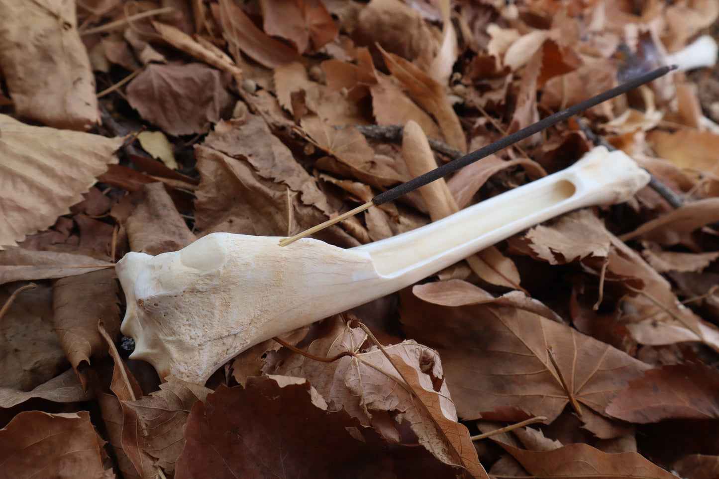 Reserved for Kelsey - Whitetail Deer Bone Incense Burner