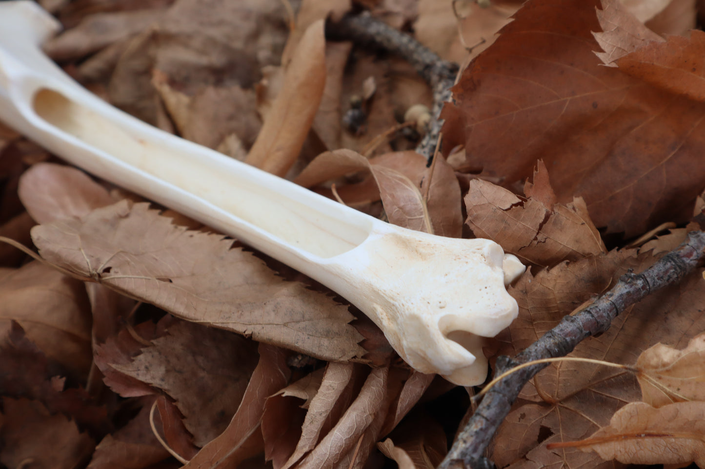 Reserved for Kelsey - Whitetail Deer Bone Incense Burner