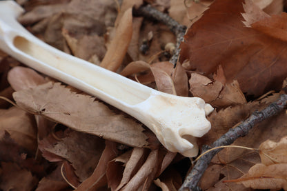 Reserved for Kelsey - Whitetail Deer Bone Incense Burner