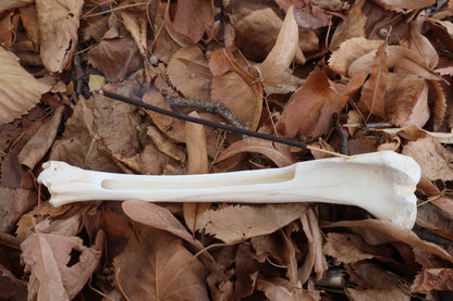 Reserved for Kelsey - Whitetail Deer Bone Incense Burner