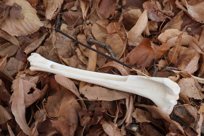 Reserved for Kelsey - Whitetail Deer Bone Incense Burner