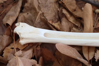 Reserved for Kelsey - Whitetail Deer Bone Incense Burner