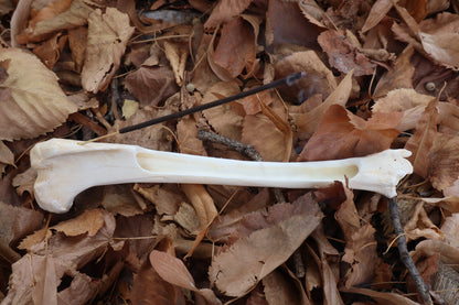 Whitetail Deer Bone Incense Burner