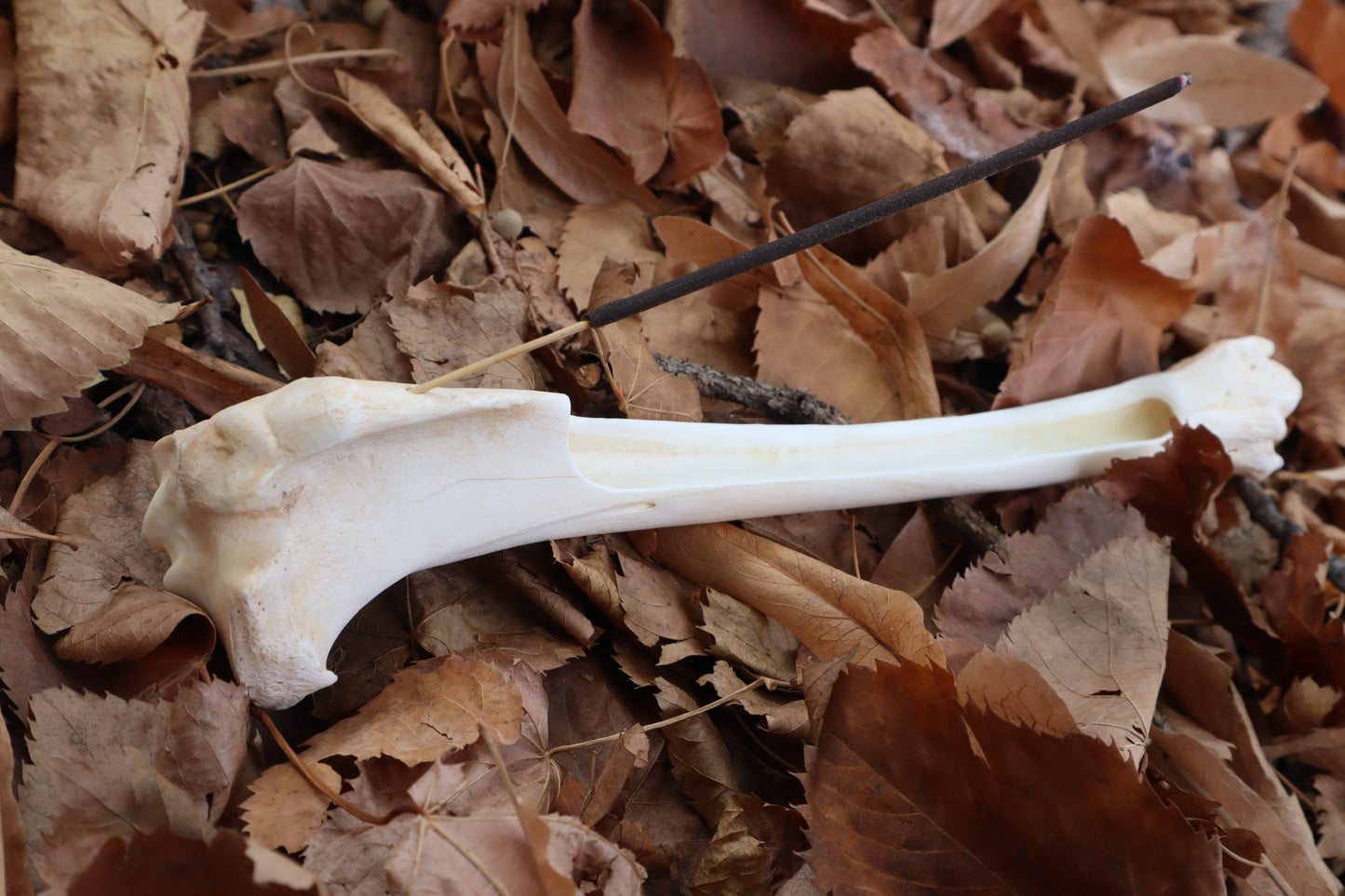 Whitetail Deer Bone Incense Burner