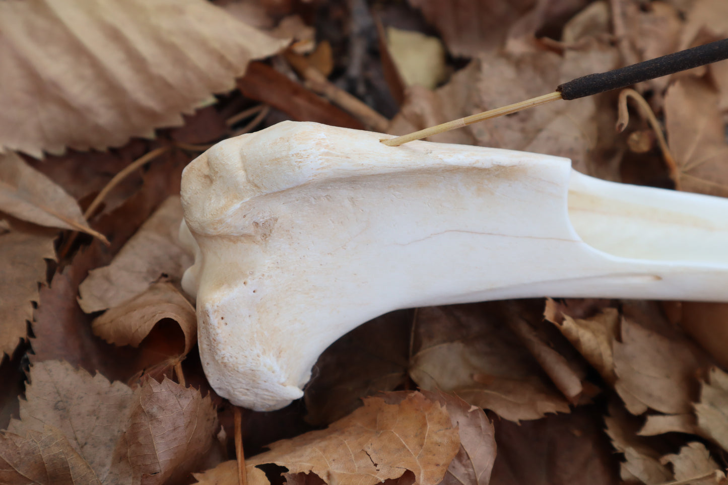 Whitetail Deer Bone Incense Burner
