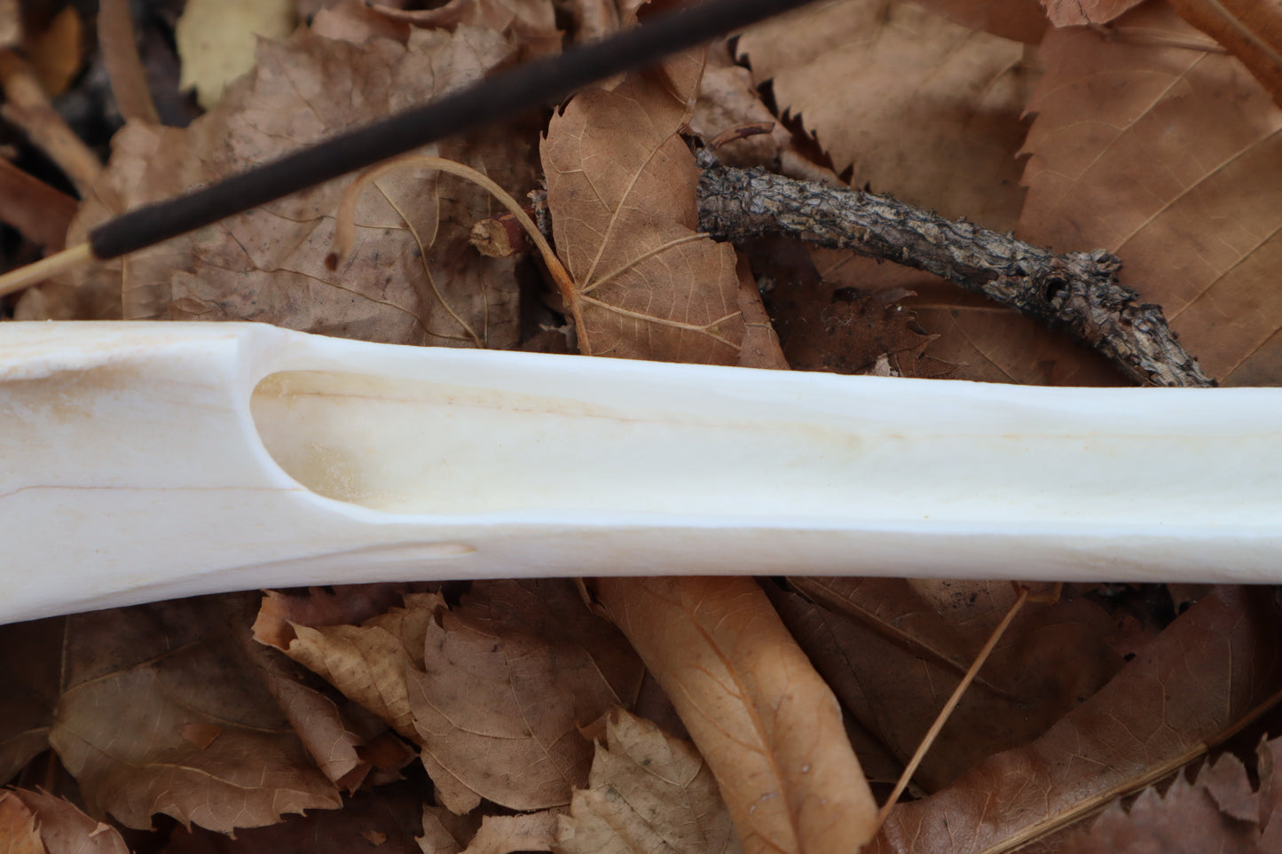 Whitetail Deer Bone Incense Burner