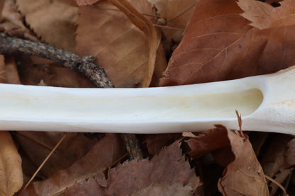 Whitetail Deer Bone Incense Burner