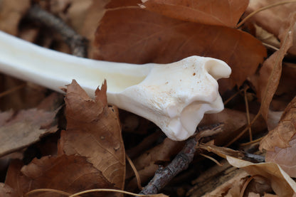 Whitetail Deer Bone Incense Burner