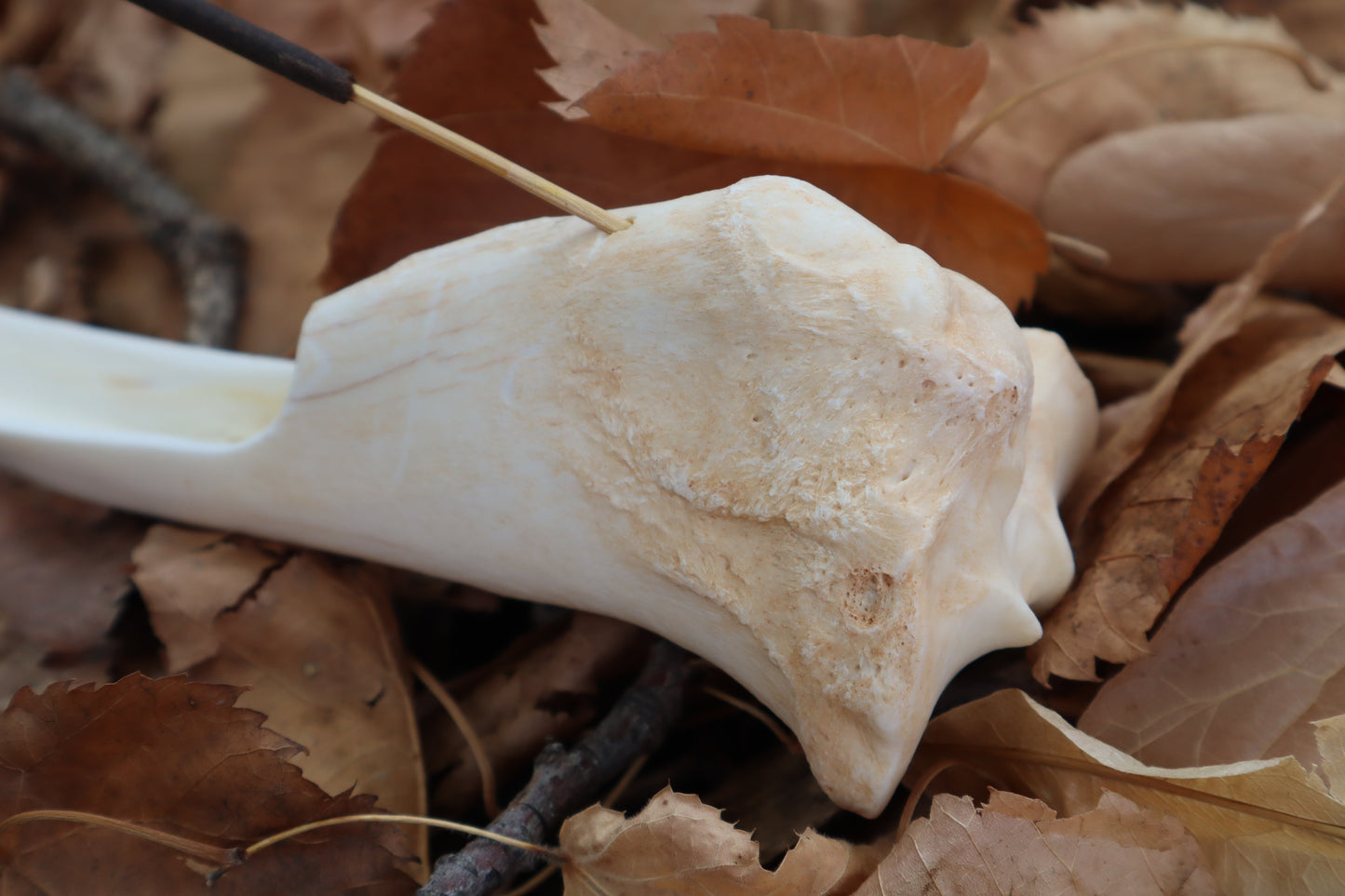 Whitetail Deer Bone Incense Burner