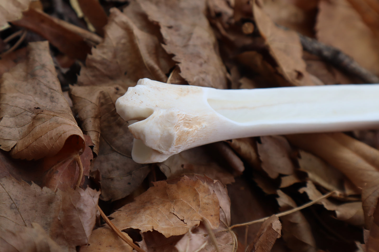 Whitetail Deer Bone Incense Burner