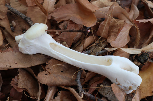Whitetail Deer Bone Incense Burner