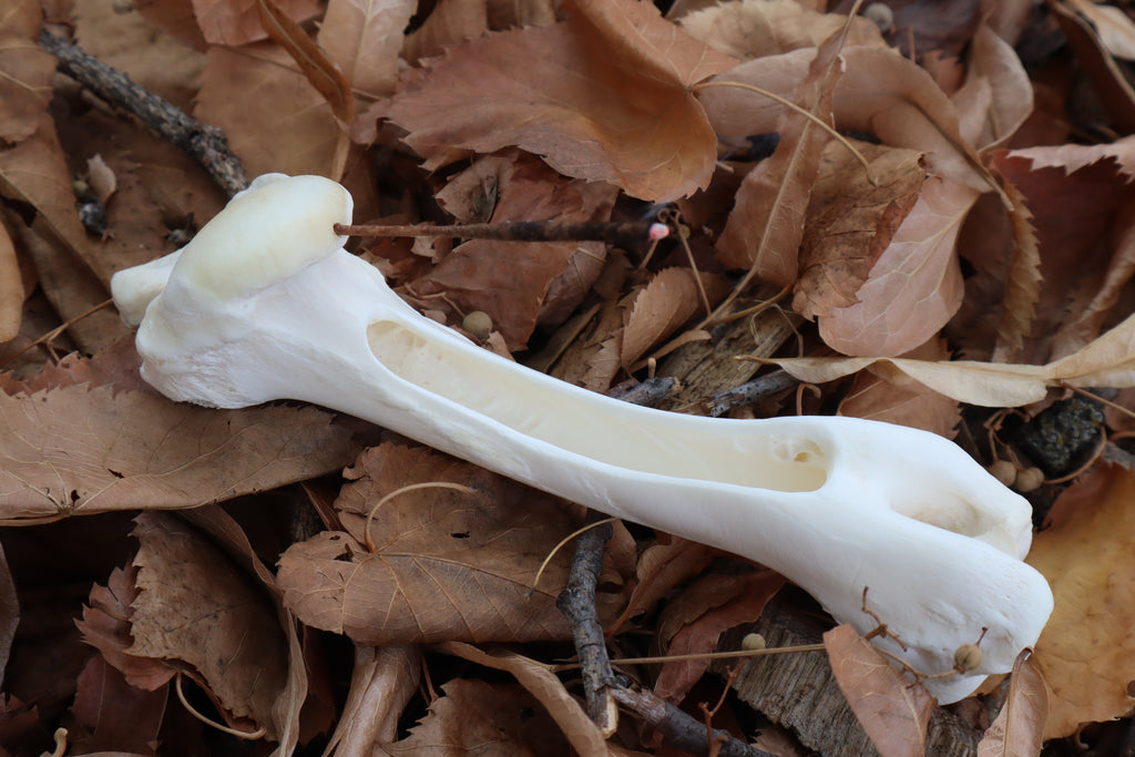Whitetail Deer Bone Incense Burner