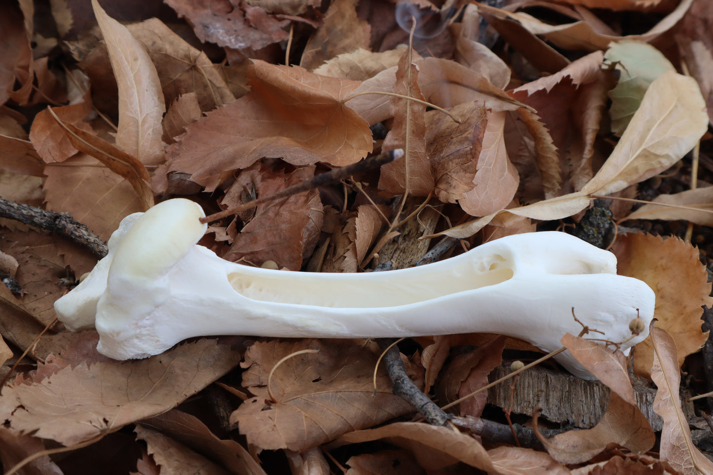 Whitetail Deer Bone Incense Burner