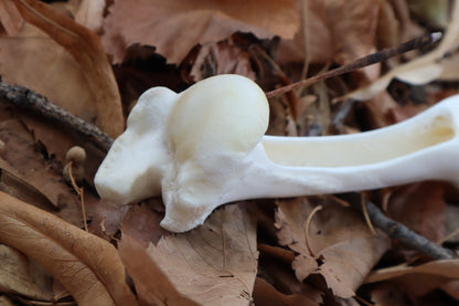 Whitetail Deer Bone Incense Burner