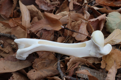 Whitetail Deer Bone Incense Burner